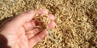 Piura impulsa crecimiento económico con récord de producción arrocera
