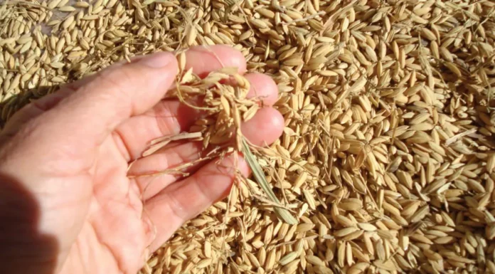 Piura impulsa crecimiento económico con récord de producción arrocera