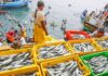 Con un campo fértil y un mar productivo, Piura convierte su riqueza natural en desarrollo económico
