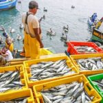Con un campo fértil y un mar productivo, Piura convierte su riqueza natural en desarrollo económico