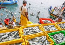 Con un campo fértil y un mar productivo, Piura convierte su riqueza natural en desarrollo económico
