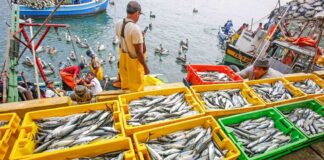 Con un campo fértil y un mar productivo, Piura convierte su riqueza natural en desarrollo económico