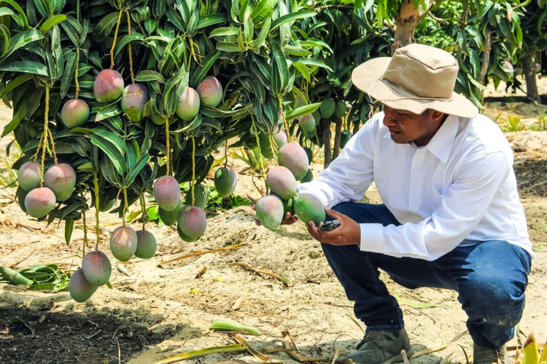PBI de Piura creció 6% en el segundo trimestre del 2025