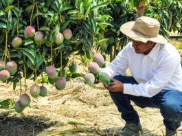 PBI de Piura creció 6% en el segundo trimestre del 2025