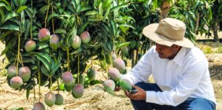 PBI de Piura creció 6% en el segundo trimestre del 2025