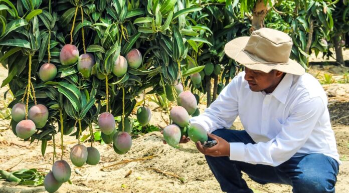 PBI de Piura creció 6% en el segundo trimestre del 2025