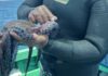 Restaurantes piuranos participarán en "Maestros del Pulpo" para impulsar la gastronomía sostenible