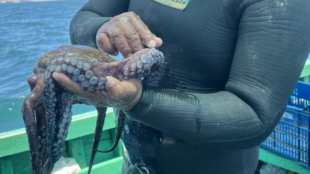 Restaurantes piuranos participarán en "Maestros del Pulpo" para impulsar la gastronomía sostenible
