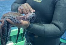 Restaurantes piuranos participarán en "Maestros del Pulpo" para impulsar la gastronomía sostenible