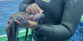 Restaurantes piuranos participarán en "Maestros del Pulpo" para impulsar la gastronomía sostenible