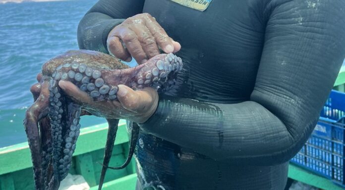 Restaurantes piuranos participarán en "Maestros del Pulpo" para impulsar la gastronomía sostenible