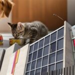 Indecopi sancionó a Nestlé con multa de más de S/ 600 mil por etiquetar alimentos para mascotas con información inexacta Indecopi sancionó a Nestlé con multa de más de S/ 600 mil por etiquetar alimentos para mascotas con información inexacta