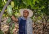 Norandino gana premio de plata en Ámsterdam y posiciona al cacao blanco de Piura entre los mejores del mundo Norandino gana premio de plata en Ámsterdam y posiciona al cacao blanco de Piura entre los mejores del mundo