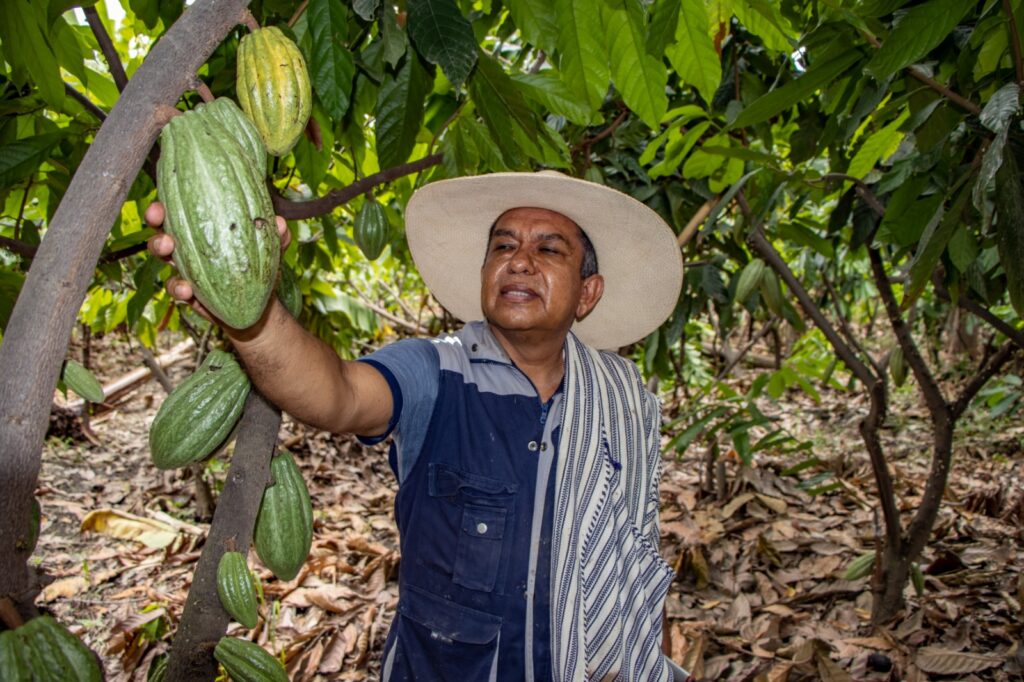 Norandino gana premio de plata en Ámsterdam y posiciona al cacao blanco de Piura entre los mejores del mundo Norandino gana premio de plata en Ámsterdam y posiciona al cacao blanco de Piura entre los mejores del mundo