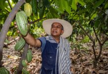 Norandino gana premio de plata en Ámsterdam y posiciona al cacao blanco de Piura entre los mejores del mundo