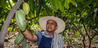 Norandino gana premio de plata en Ámsterdam y posiciona al cacao blanco de Piura entre los mejores del mundo
