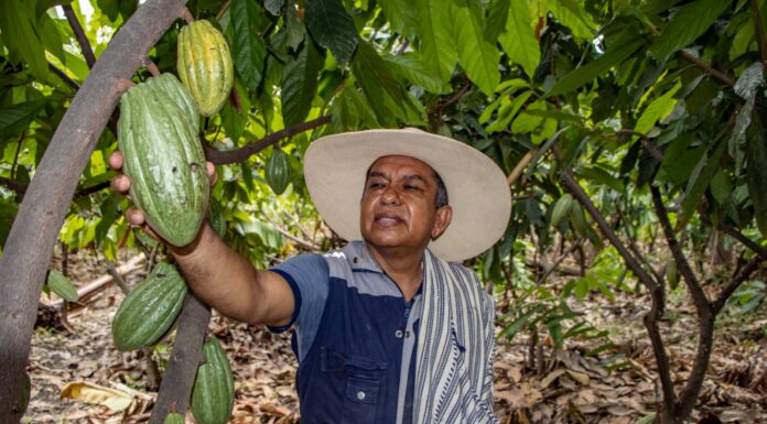 Norandino gana premio de plata en Ámsterdam y posiciona al cacao blanco de Piura entre los mejores del mundo