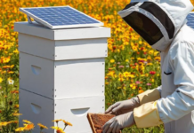 Emprendedoras peruanas presentarán proyectos innovadores en “Innova como ellas”