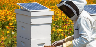 Emprendedoras peruanas presentarán proyectos innovadores en “Innova como ellas”