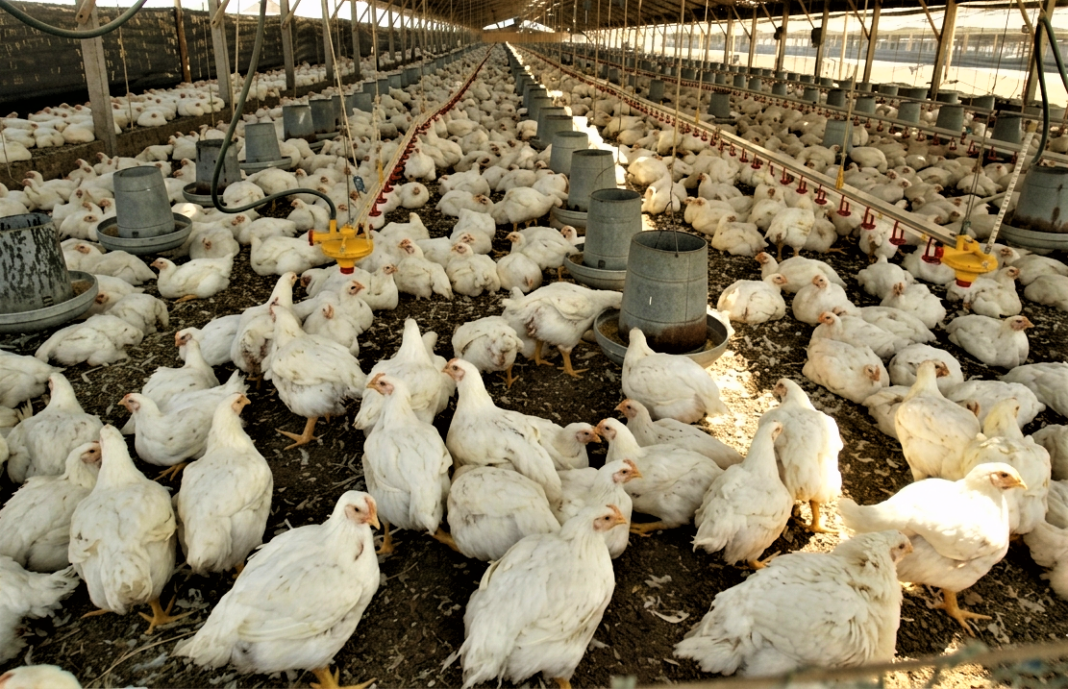 Cinco empresas son investigadas por posible fijación de precios en el mercado avícola