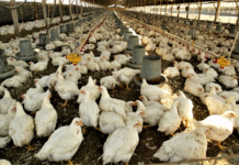 Cinco empresas son investigadas por posible fijación de precios en el mercado avícola