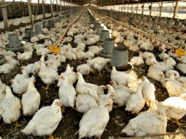 Cinco empresas son investigadas por posible fijación de precios en el mercado avícola Cinco empresas son investigadas por posible fijación de precios en el mercado avícola