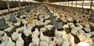 Cinco empresas son investigadas por posible fijación de precios en el mercado avícola