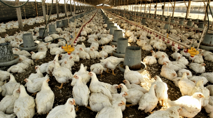 Cinco empresas son investigadas por posible fijación de precios en el mercado avícola