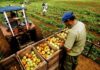 Producción agropecuaria de Piura alcanzó un valor de S/ 286 millones entre enero y febrero