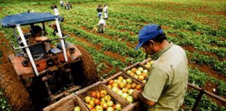 Producción agropecuaria de Piura alcanzó un valor de S/ 286 millones entre enero y febrero