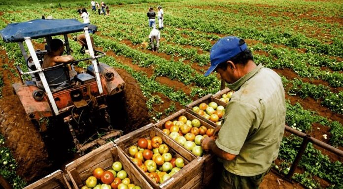 Producción agropecuaria de Piura alcanzó un valor de S/ 286 millones entre enero y febrero