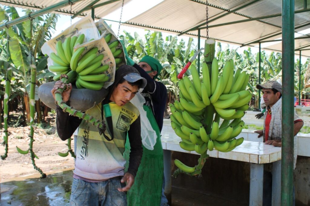 Del valle del Chira al mundo: Piura consolida su liderazgo en exportación de plátano
