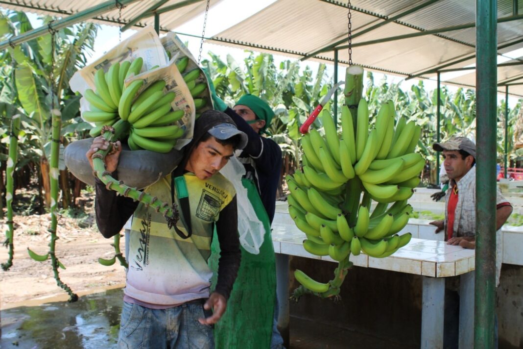 Del valle del Chira al mundo: Piura consolida su liderazgo en exportación de plátano