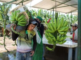 Del valle del Chira al mundo: Piura consolida su liderazgo en exportación de plátano