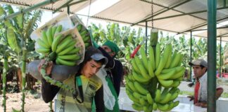 Del valle del Chira al mundo: Piura consolida su liderazgo en exportación de plátano