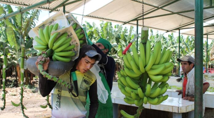 Del valle del Chira al mundo: Piura consolida su liderazgo en exportación de plátano
