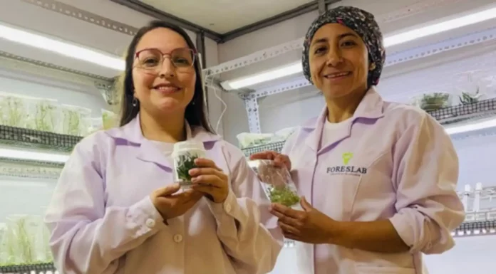 ProInnóvate financió cerca de 6.500 proyectos de innovación en mipymes con una inversión de S/ 618 millones