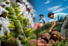 Perú: uno de cada tres empleos formales está vinculado a las exportaciones