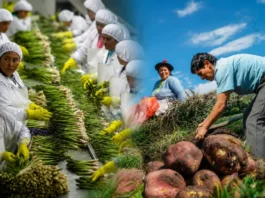 Perú: uno de cada tres empleos formales está vinculado a las exportaciones