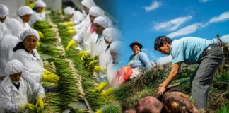 Perú: uno de cada tres empleos formales está vinculado a las exportaciones