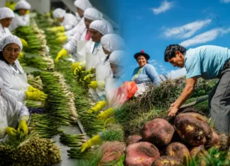Perú: uno de cada tres empleos formales está vinculado a las exportaciones