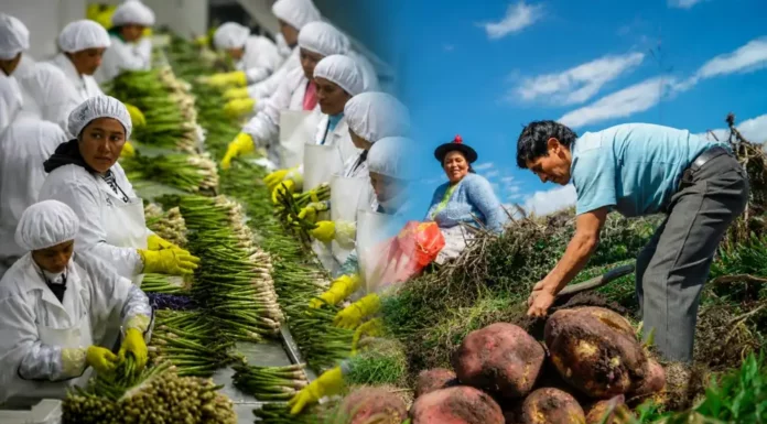 Perú: uno de cada tres empleos formales está vinculado a las exportaciones
