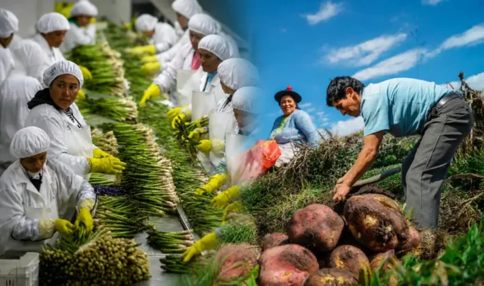 Perú: uno de cada tres empleos formales está vinculado a las exportaciones